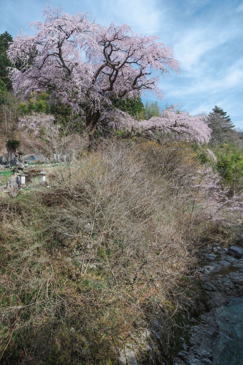 南信州の桜旅　黒船桜